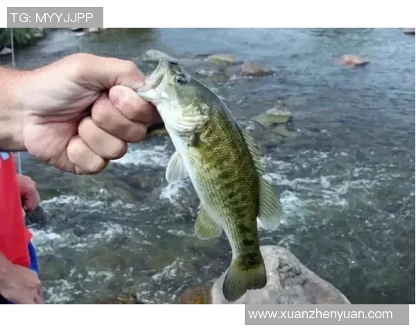 足球明星妻子祭天事件背后的真相与影响分析